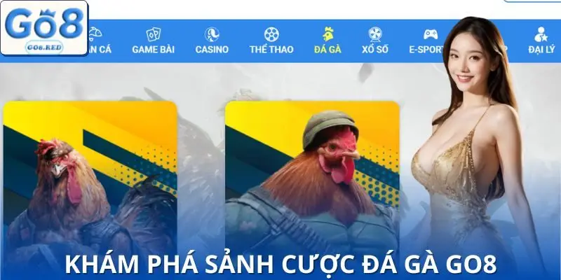 Sơ lược về sảnh đá gà GO8